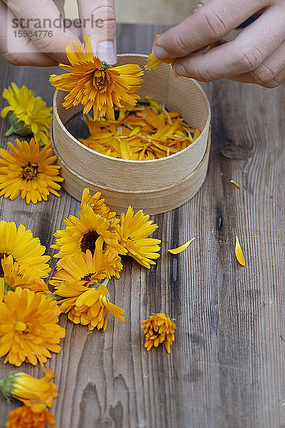 Bayern  Deutschland  Hände einer Frau  die Blütenblätter von blühenden Ringelblumen (Calendula officinalis) abzupfen