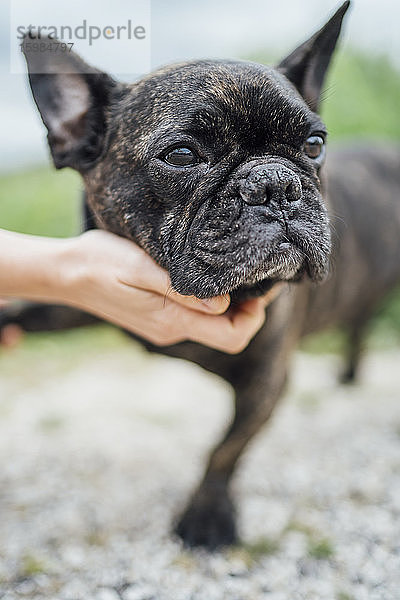 Porträt einer Bulldogge  die von einer Hand gestreichelt wird