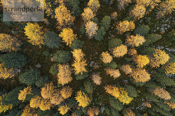 Drohnenansicht eines Lärchenwaldes im Herbst