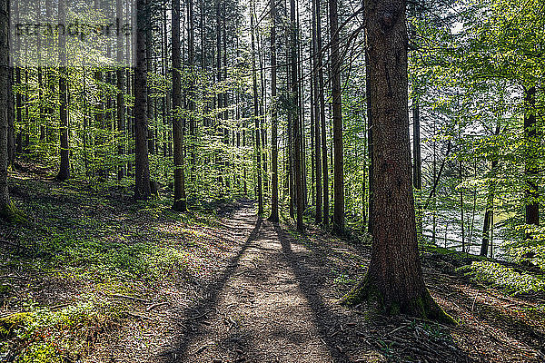 Deutschland  Bayern  Egling  Wanderweg im frühlingshaften Wald