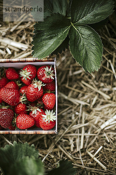 Reife Erdbeeren im Korb auf dem Feld