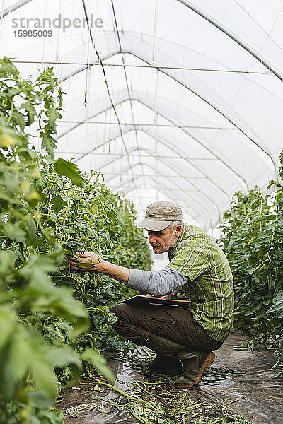 Landwirt kontrolliert Tomatenpflanzen im Gewächshaus  ökologischer Landbau