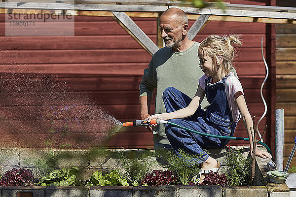 Großvater und Enkelin gießen Salat im Kleingarten