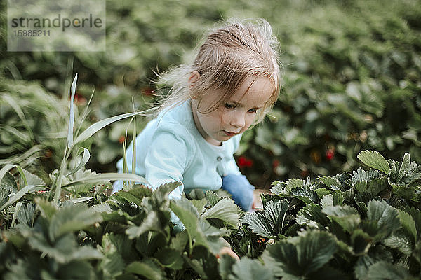 Mädchen pflückt reife Erdbeeren auf einem Feld