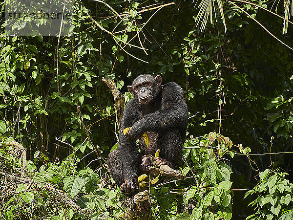 Kamerun  Pongo-Songo  Schimpanse (Pan troglodytes) mit Bananen auf einem Ast sitzend