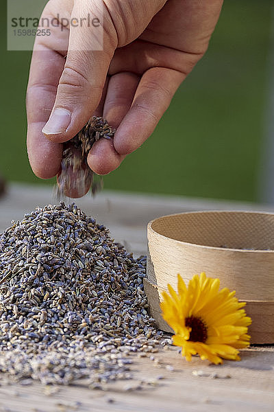 Bayern  Deutschland  Hand einer Frau  die einen Haufen getrockneter Lavendelknospen (Lavandula angustifolia) hält