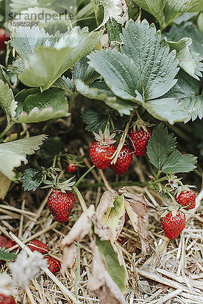 Reife Erdbeeren auf dem Feld