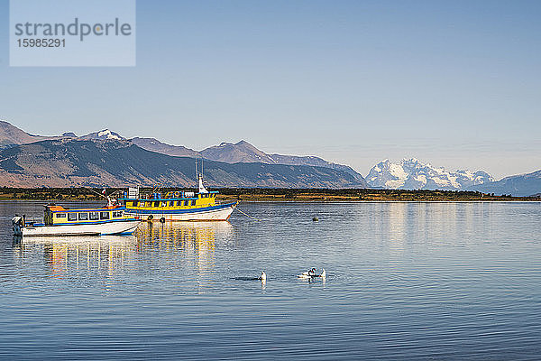 Chile  Provinz Ultima Esperanza  Puerto Natales  Schwäne schwimmen vor einem Fischerboot