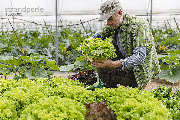 Bauer sammelt eine Kiste Salat  biologische Landwirtschaft