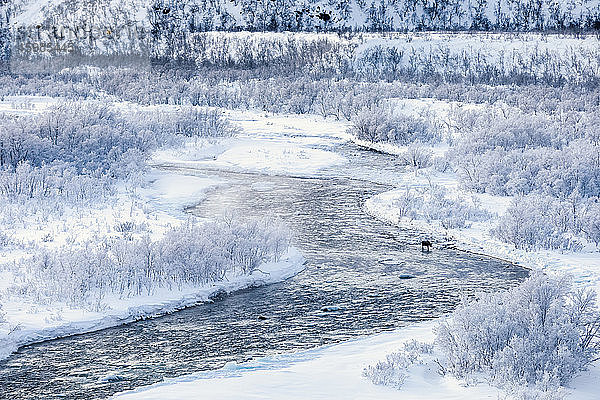 Landschaft mit Elchen im Fluss Storelvvassdraget im Winter  Lebesby  Norwegen