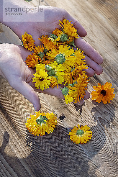 Bayern  Deutschland  Hände einer Frau  die einen Strauß Köpfe blühender Ringelblumen (Calendula officinalis) hält