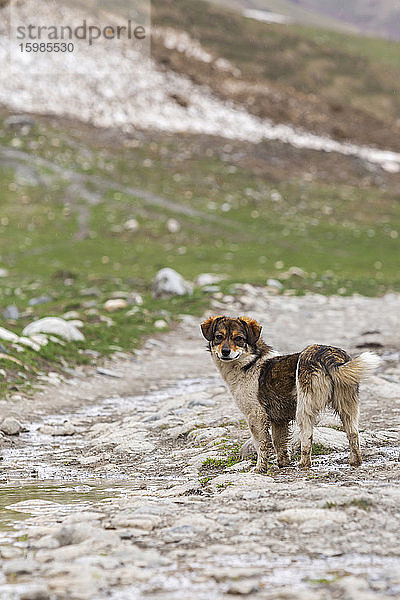 Georgien  Swanetien  Ushguli  Porträt eines auf Schnee stehenden Hundes