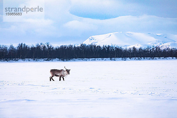 Rentier auf zugefrorenem See  Kilpisjaervi  Enontekioe  Finnland