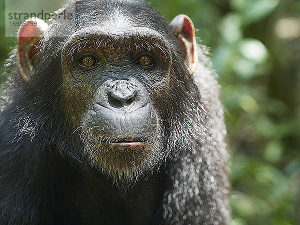 Kamerun  Pongo-Songo  Porträt eines jungen Schimpansen (Pan troglodytes)