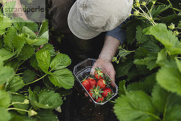 Männliche Hand hält Plastikschale mit frisch gepflückten Erdbeeren  ökologischer Landbau