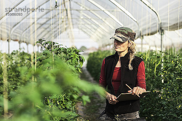 Eine Landarbeiterin kontrolliert das Wachstum von Bio-Tomaten in einem Gewächshaus