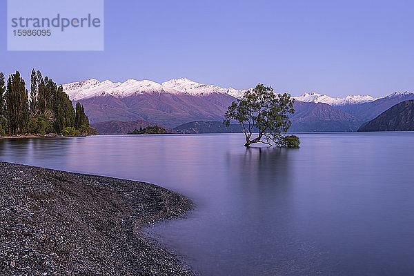 Neuseeland  Otago  Lake Wanaka und Wanaka Tree in der violetten Morgendämmerung