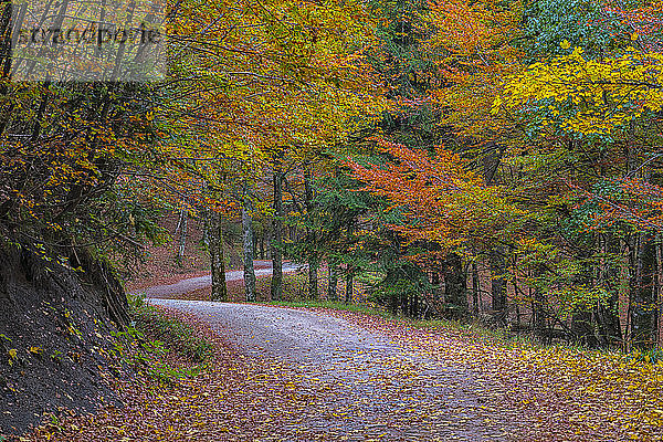 Leere Straße mit gefallenen Herbstblättern im Nationalpark