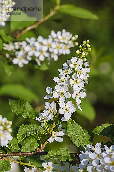 Weiß blühender Zweig der Vogelkirsche (Prunus padus)