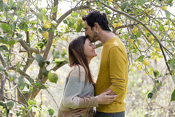 Liebender Mann  der seine Freundin auf die Stirn küsst  während er an einem Zitronenbaum auf einem Bauernhof steht
