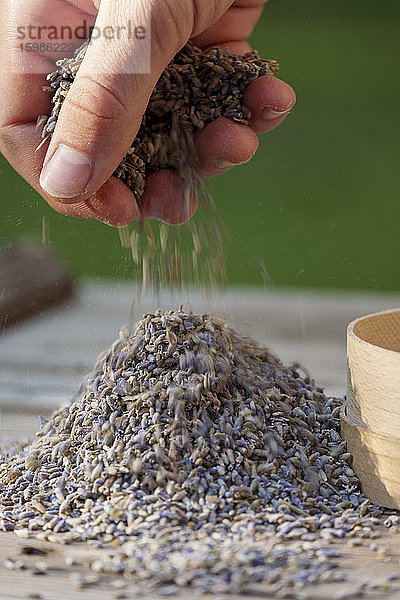 Bayern  Deutschland  Hand einer Frau  die einen Haufen getrockneter Lavendelknospen (Lavandula angustifolia) hält