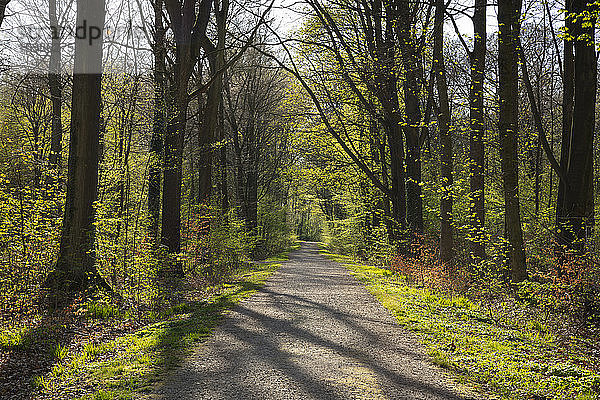 Deutschland  Nordrhein-Westfalen  Dortmund  Waldstraße im Frühling Park Kurler Busch
