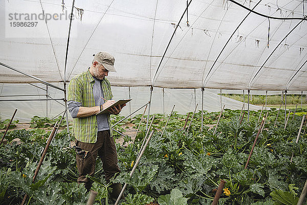 Landwirt bei der Kontrolle von Zucchinipflanzen  ökologischer Landbau
