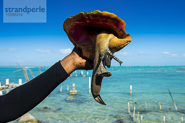 Abgeschnittene Hand einer Frau  die eine Muschel gegen das Meer hält  Providenciales  Turks- und Caicosinseln