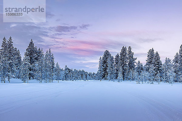 Winterlandschaft mit Bäumen  Hetta  Enontekioe  Finnland