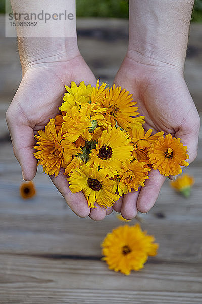 Bayern  Deutschland  Hände einer Frau  die einen Strauß Köpfe blühender Ringelblumen (Calendula officinalis) hält