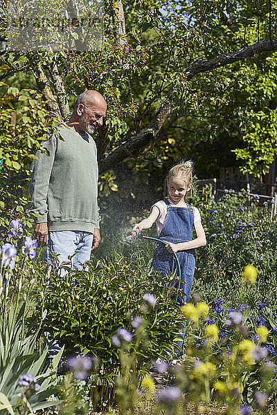 Großvater und Enkelin gießen Blumen im Kleingarten