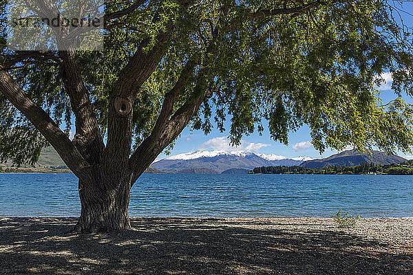 Neuseeland  Otago  Wanaka  Baum wächst am Ufer des Wanaka-Sees