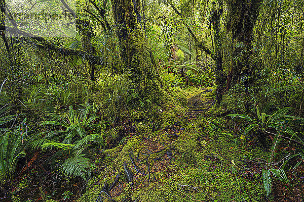 Neuseeland  Southland  Üppiger grüner Regenwald im Tutoko-Tal