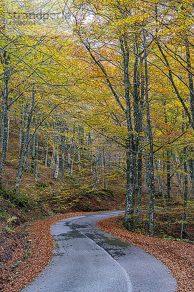 Leere Straße inmitten von Bäumen im Nationalpark im Herbst