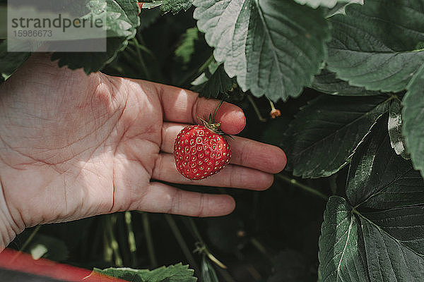 Nahaufnahme einer abgeschnittenen Hand  die eine Erdbeere im Garten hält