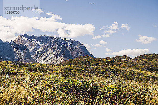 Chile  Einsames Guanako (Lama guanicoe) beim Grasen im Torres Del Paine National Park mit Cuernos Del Paine im Hintergrund