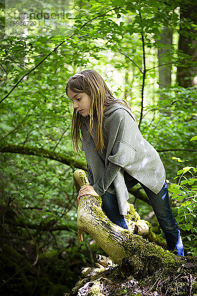 Niedliches Mädchen klettert auf Baum im Wald