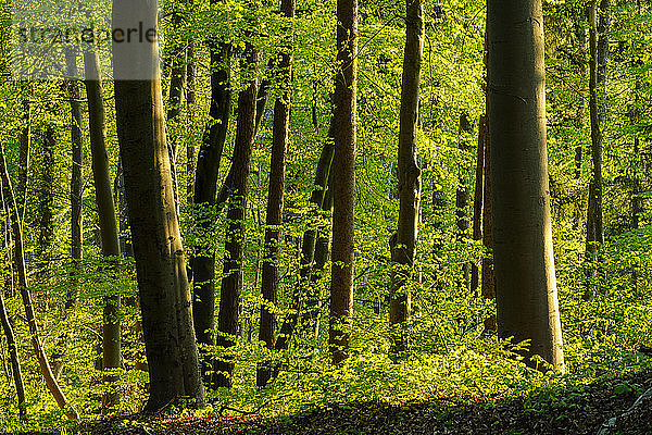 Deutschland  Bayern  Lebendiger grüner Buchenwald im Frühling