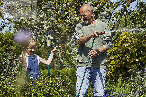 Glücklicher Großvater und Enkelin gießen Blumen im Kleingarten