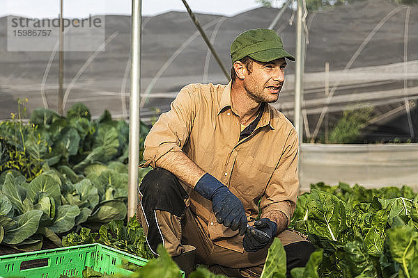 Landwirt erntet Bio-Saison-Salat aus dem Gewächshaus