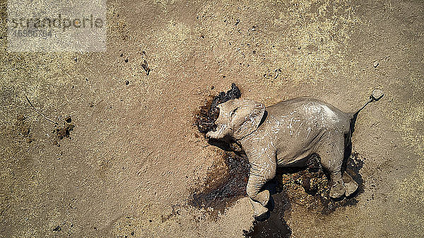 Blick von oben auf einen toten afrikanischen Elefanten im Hwange-Nationalpark  Simbabwe