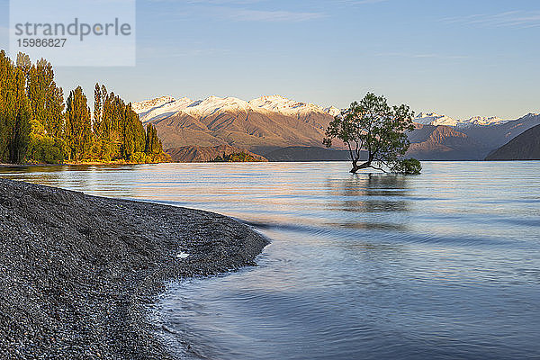 Neuseeland  Otago  Wanakasee und Wanakabaum in der Morgendämmerung