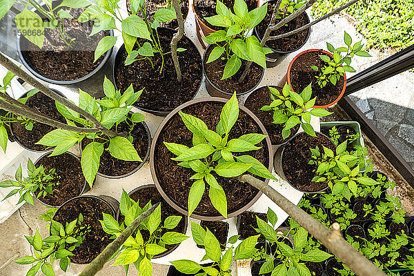 Verschiedene grüne Topfpflanzen wachsen im Gewächshaus