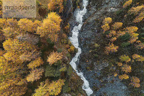 Schweiz  Kanton Graubünden  Drohnenaufnahme der Orlegna-Schlucht  umgeben von Lärchenwald im Herbst
