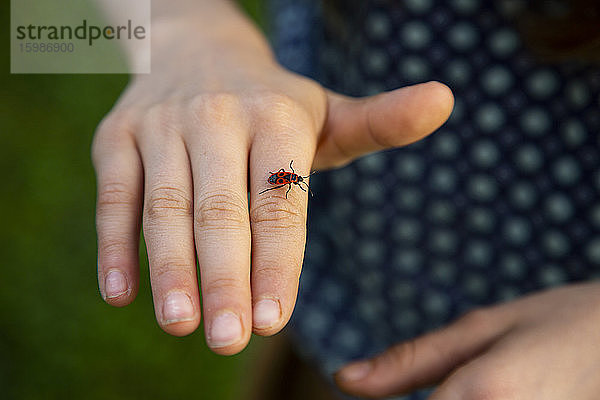 Nahaufnahme einer Feuerwanze (Pyrrhocoris apterus)  die auf die Hand eines kleinen Mädchens krabbelt