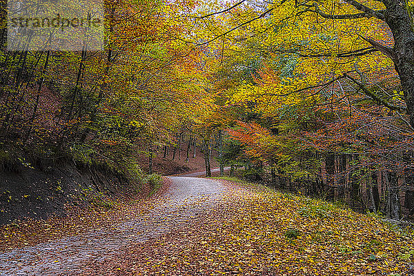 Gefallene Blätter auf leerer Straße entlang von Bäumen im Wald im Herbst
