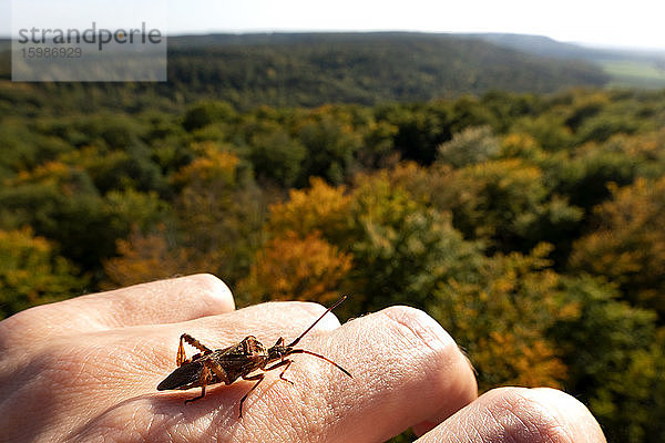 Deutschland  Bayern  Ebrach  Insekt krabbelt auf menschlicher Hand