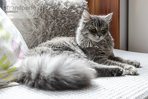 Langhaarige Katze auf Sofa liegend