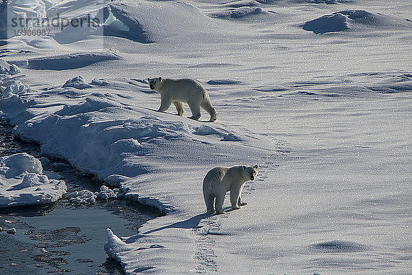 Zwei Eisbären (Ursus maritimus) schauen in die Kamera  während sie durch den Schnee im Nordpolgebiet wandern