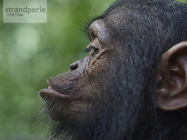 Kamerun  Pongo-Songo  Profil eines Schimpansenjungen (Pan troglodytes)